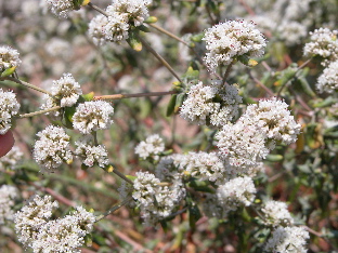 Coast Buckwheat &copy;  Travis Longcore 2003