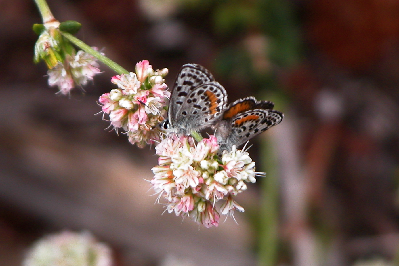 El segundo blue butterflies (c) Travis Longcore