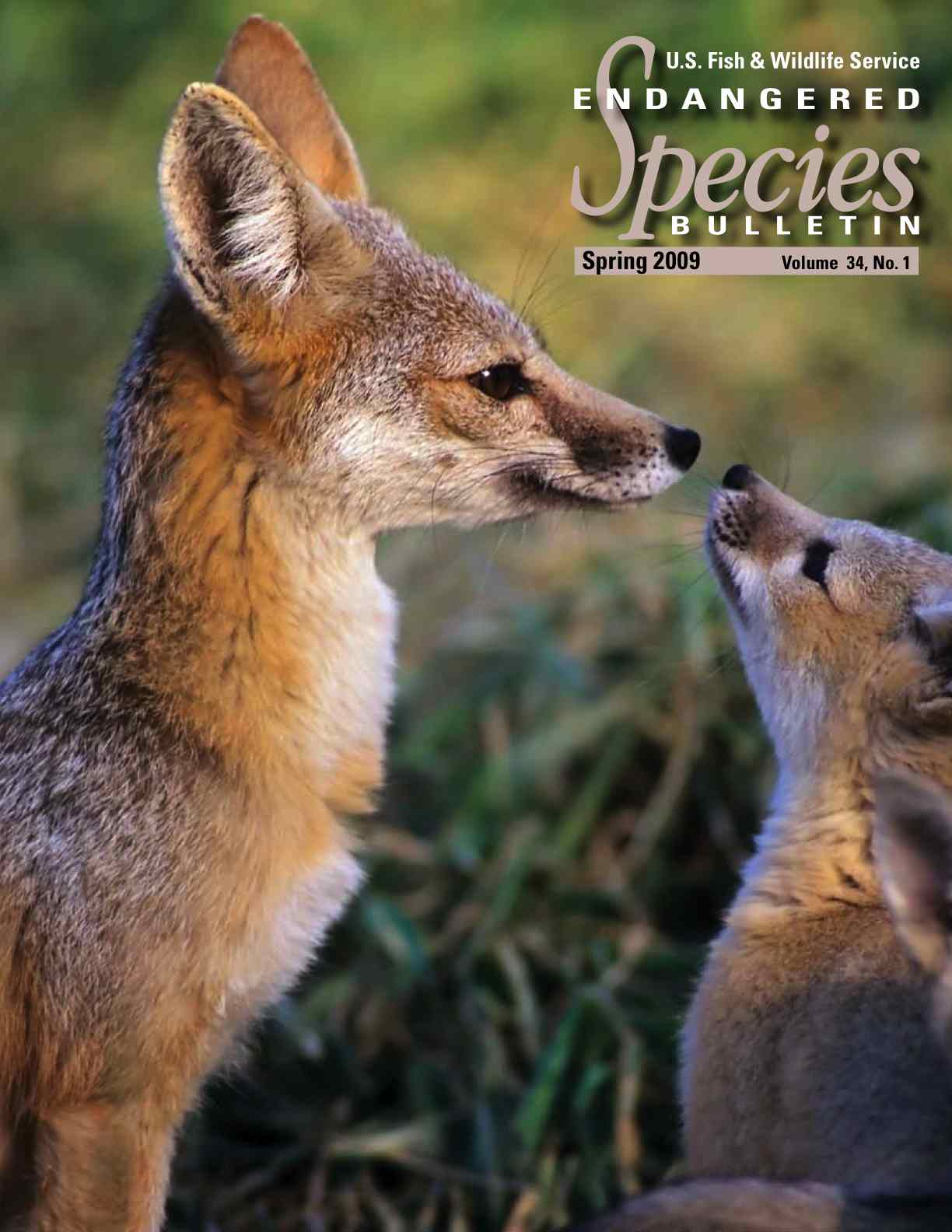 Cover of Endangered Species Bulletin